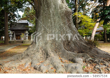Zelkova Taiki Akita ken 58957534