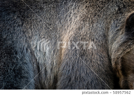 Close real brown bear fur texture Close real brown bear fur texture 58957562
