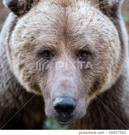 Beautiful close up portrait of the brown bear Beautiful close up portrait of the brown bear 58957563