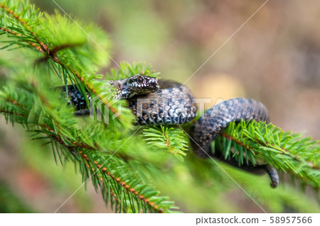 Vipera berus poisonous viper in summer on branch 58957566