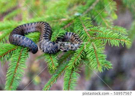 Vipera berus poisonous viper in summer on branch Vipera berus poisonous viper in summer on branch 58957567