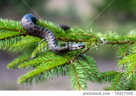 Vipera berus poisonous viper in summer on branch Vipera berus poisonous viper in summer on branch 58957568