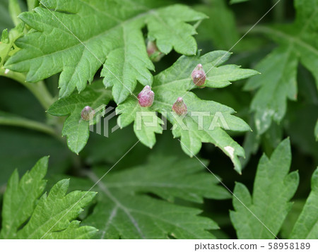 Artemisia of mugwort (insect hump) Artemisia of mugwort (insect hump) 58958189