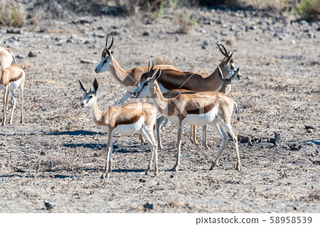 Impalas in Etosha National Park Impalas in Etosha National Park 58958539