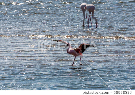 Flamengos at Walvis Bay 58958553