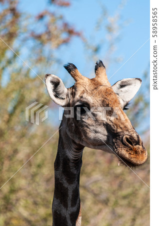 Closeup of an Angolan Giraffe hiding in the Bushes 58958565