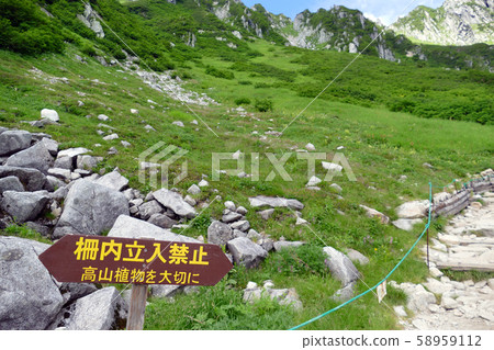 保護千疊樹捲曲高山植物的立牌 保護千疊樹捲曲高山植物的立牌 58959112