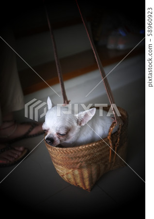 Cute chihuahua in a basket . Pet background 58960923