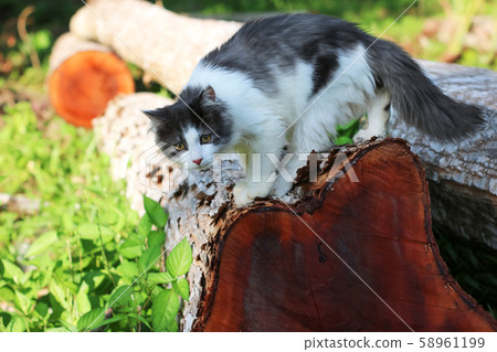 Beautiful cat playing on a wooden timber in the Beautiful cat playing on a wooden timber in the 58961199