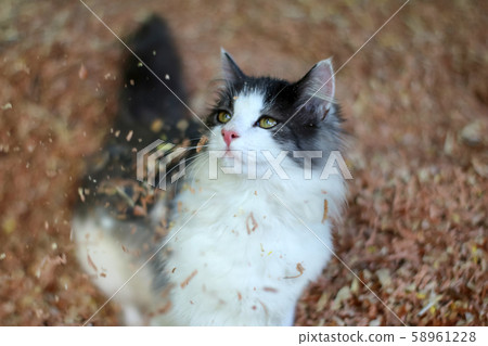 Beautiful cat playing on wooden sawdust Beautiful cat playing on wooden sawdust 58961228