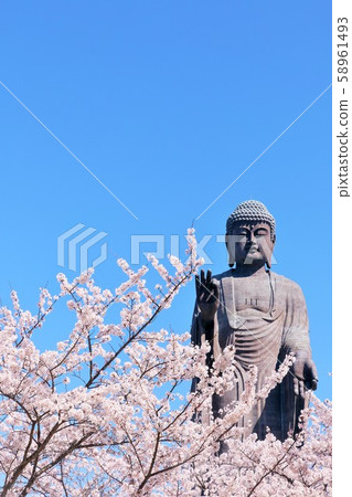 Spring cherry blossom and Ushiku Daibutsu 58961493