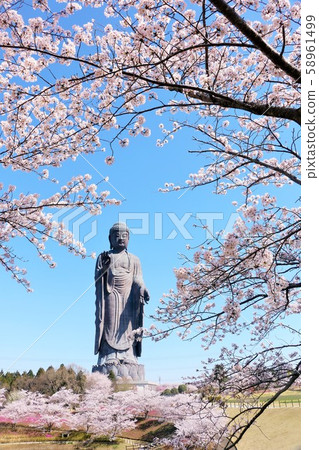Spring cherry blossom and Ushiku Daibutsu Spring cherry blossom and Ushiku Daibutsu 58961499