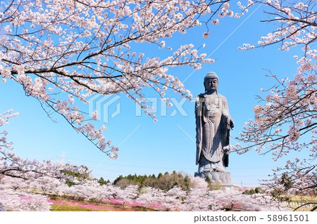 春天的櫻花和牛久大佛 春天的櫻花和牛久大佛 58961501