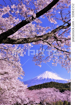 盛開的櫻花和富士山 盛開的櫻花和富士山 58961552