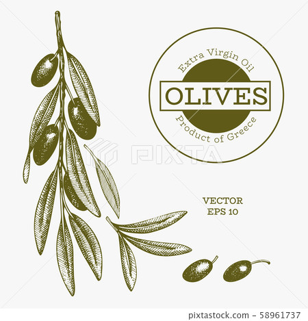 Olive branch illustration. Hand drawn vector food - Stock Illustration ...