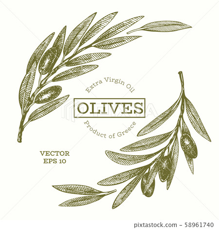 Olive branch illustration. Hand drawn vector food - Stock Illustration ...