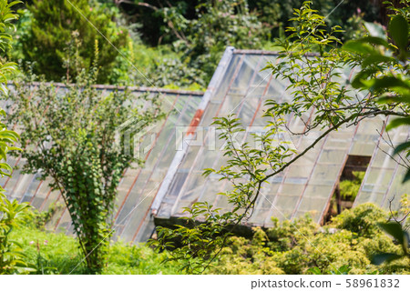 old greenhouse in the garden 58961832