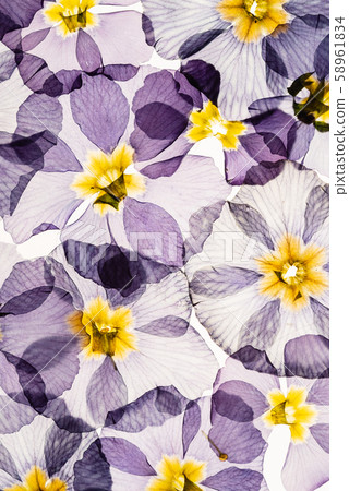 dry primrose flowers 58961834