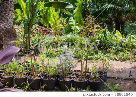 plants in the pots, greenhouse 58961840