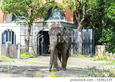 [Kanagawa] Yokohama Zoo Zoorasia Indian elephant 58962234