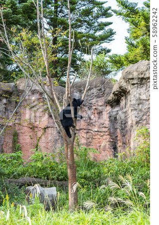 [神奈川縣]橫濱動物園動物園，日本黑熊 58962242