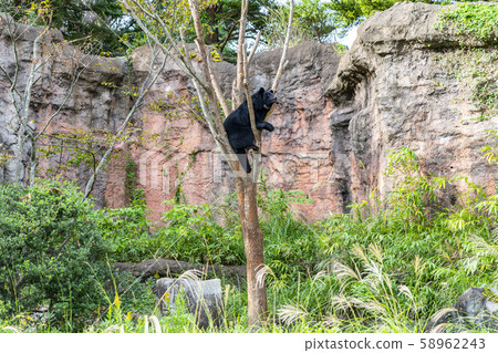 [神奈川縣]橫濱動物園動物園，日本黑熊 58962243