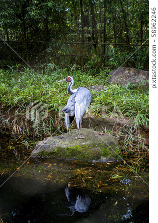 [神奈川縣]橫濱動物園Zurasia Mana 58962246