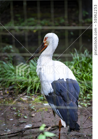 [Kanagawa Prefecture] Yokohama Zoo ZOORASIA Stork 58962253