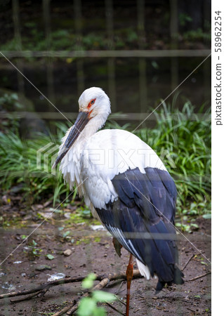 [Kanagawa Prefecture] Yokohama Zoo ZOORASIA Stork 58962254
