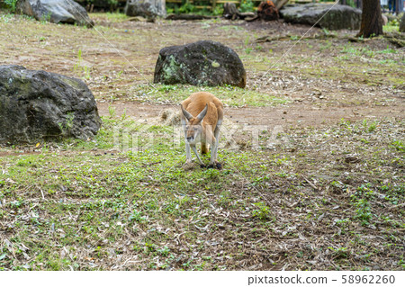 [Kanagawa Prefecture] Yokohama Zoo Zurasia Akakagaroo 58962260