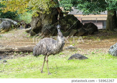 [Kanagawa] Yokohama Zoo Zoorasia Emu 58962267