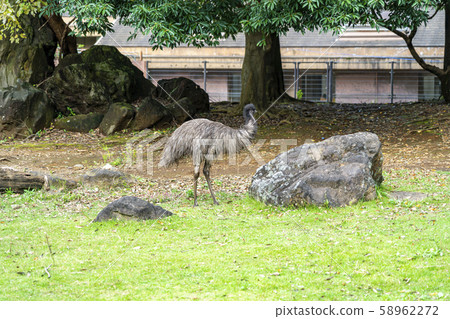 [Kanagawa] Yokohama Zoo Zoorasia Emu 58962272