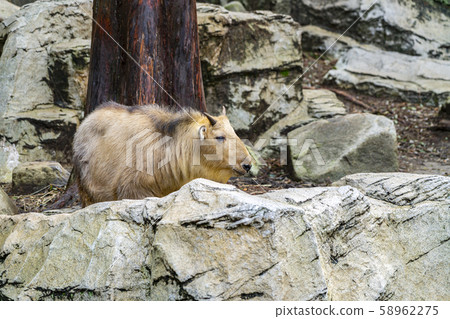 [Kanagawa] Yokohama Zoo ZOORASIA Golden Takin 58962275