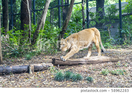 [Kanagawa] Yokohama Zoo Zurasia India Lion 58962283