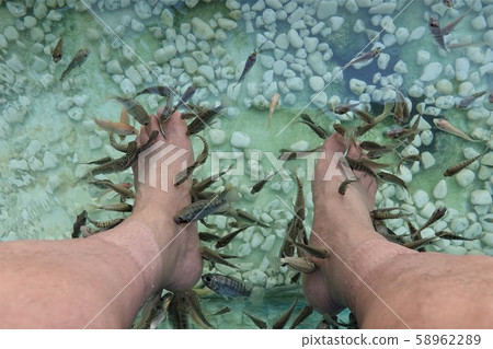 Doctor fish Doctor fish 58962289