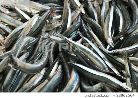 銀條圓鯡魚，新鮮採摘的材料，背景鹿兒島縣阿久根市 58962564