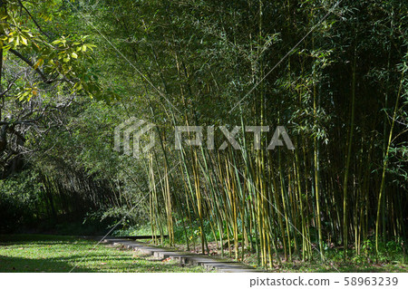 Bamboo forest trail Bamboo forest trail 58963239