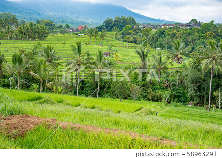 Rice terrace of Jati Louis, Bali, Indonesia 58963291