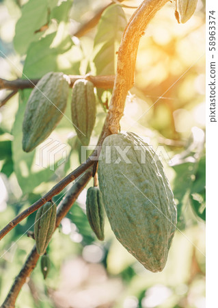 Cacao Tree (Theobroma cacao). Organic cocoa fruit Cacao Tree (Theobroma cacao). Organic cocoa fruit 58963374