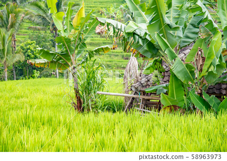 Indonesia Bali Bali Jati Louis Rice Terrace Tanada Banana Tree 58963973