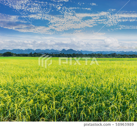 The season of the grain, mature reproductive stage of green paddy rice field with mountain view, beautiful sky, and cloud in Thailand. 58963989