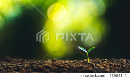 Young Plant in Sunlight - Ecology concept. Nature Background Young Plant in Sunlight - Ecology concept. Nature Background 58964141