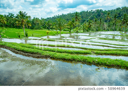 Bali, Indonesia, Jatirui Rice Terrace Bali, Indonesia, Jatirui Rice Terrace 58964639