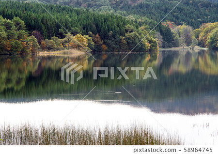 Toshishi Marsh Autumn (Akita Prefecture) 58964745