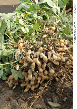 Peanut harvest Peanut harvest 58965263
