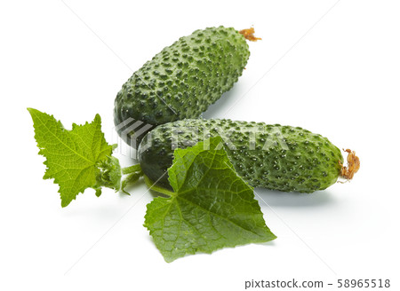 fresh cucumbers fresh cucumbers 58965518