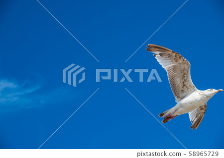 A seagull flies against the blue sky on a sunny day 58965729