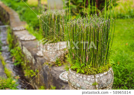 Small bamboo shoots in a pot in the garden Small bamboo shoots in a pot in the garden 58965814