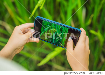 Dad and son identify plants using the application on a smartphone. augmented reality 58965890