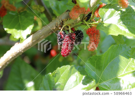 mulberry fruit on tree in organic farm 58966463